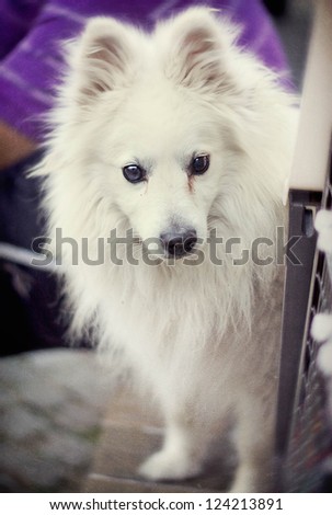Old Dog with long white hair