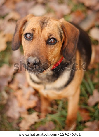 Dachshund mix with Brown coat