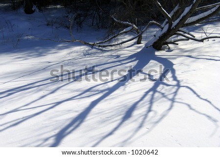 Tree shadow on a frozen lake