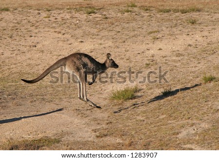 Kangaroo jumping with shadow