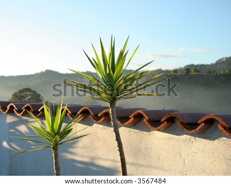 Palm plants on a terrace
