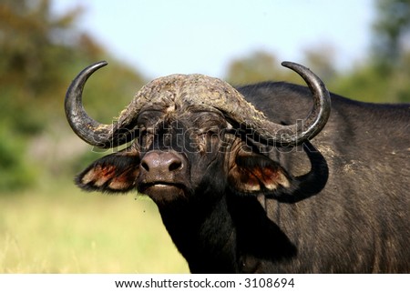 African buffalo portrait, head shot, looking straight at me, dangerous animal. Big Five