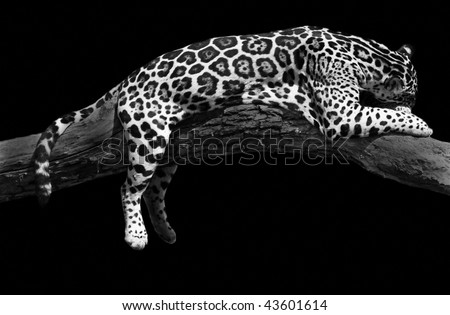 a jaguar or leopard is taking a snooze/ nap/ sleep in the afternoon sun. Isolated onto black.
