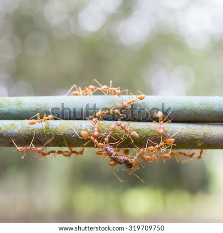 team of ants carry food, teamwork concept