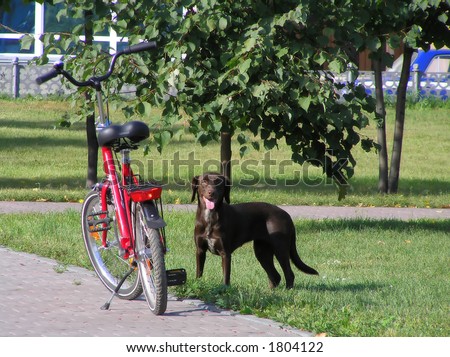 Dog and master\'s bike