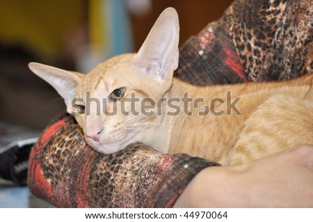 Highbred uncommon orintal cat on human hand
