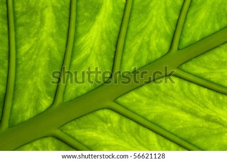 Macro structure of green leave natural background