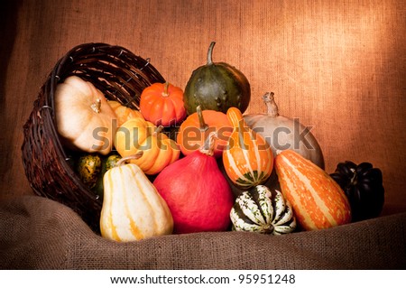 Big assortment of colorful decorative mini pumpkins