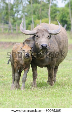 Thailand is a buffalo.The farmers to bring culture to agriculture.
