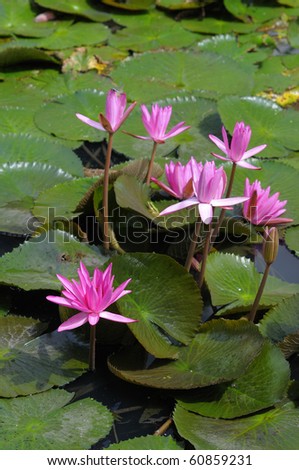 The image is in the lotus pond and the group is a cluster.