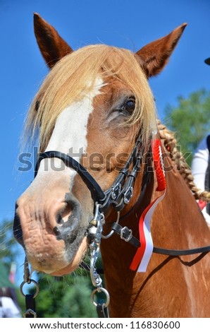 Low angle view of the nose and head of a chestnut horse with a winners rosette attached to its bridle