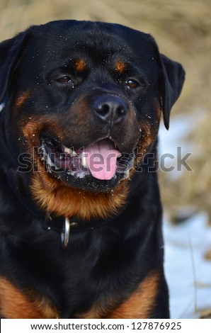 Happy panting Rottweiler head portrait with its tongue out and slobber on its jowls after enjoying outdoor exercise and freedom