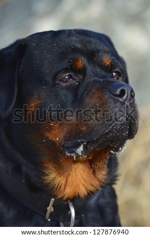 Closeup angled head portrait of a placid Rottweiler dog looking off to the right of the frame with a gentle expression