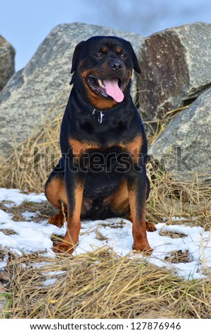 Happy Rottweiler dog sitting facing the camera in a small patch of snow in front of rocks panting in winter sunshine