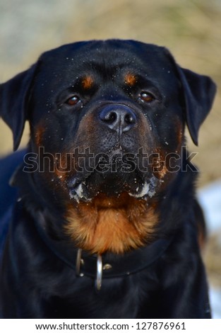 Rottweiler head portrait of a placid black and tan adult dog with an alert expression and cocked ears wearing a collar outdoors