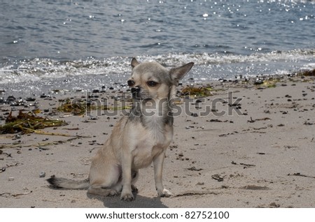 chihuahua sitting at the beach near the water