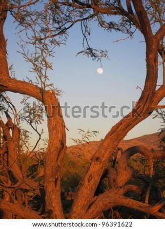 Tree branches lit by the golden glow of sunset frame the moon shining on a desert landscape.