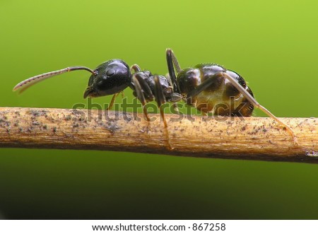 Ant on bridge