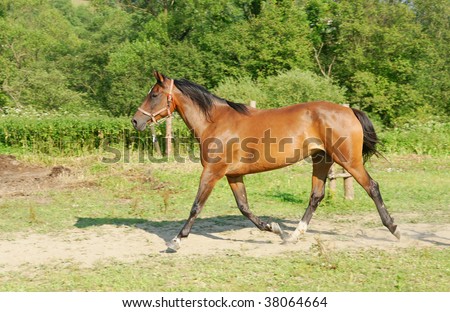 Beautiful brown horse 	 galloping in  	 horses stud