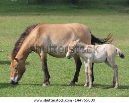 Przewalski\'s horse  is a rare and endangered subspecies of wild horse native to the steppes of central Asia.Przewalski\'s horse has never been domesticated and remains a truly wild animal.