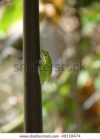 This amazing Eastern Dwarf Tree frog was standing quietly  above the water in Northey Street Community City Farm in Brisbane. This is the smallest Tree Frog in Australia.