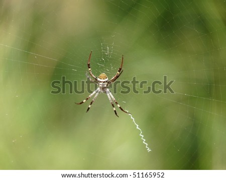 St Andrew\'s Cross Spiders are named for the white cross-shaped pattern of silk through their web.These spiders are found across Australia, including Tasmania.