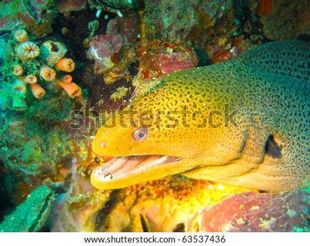 Moray eel showing teeth while getting cleaned by cleaner shrimp in deep blue waters of Andaman Sea in Phuket, Thailand