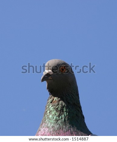 Pigeon head