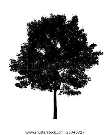 Isolated Maple Tree Silhouette Stock Photo 25348927 : Shutterstock