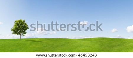 Panorama of a meadow with a maple tree
