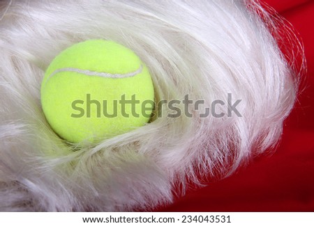 Tennis Ball on a Santa Wig and Suit; holiday tennis