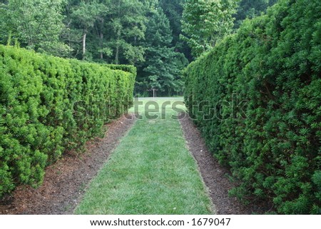 Path lined by hedges