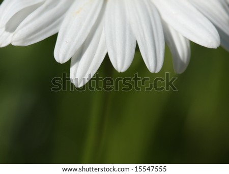 Petals of a daisy with room for copy below
