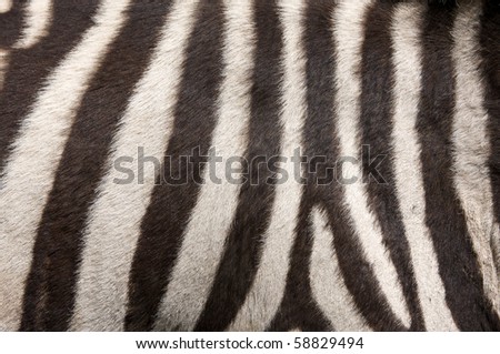 Zebra fur for background and pattern