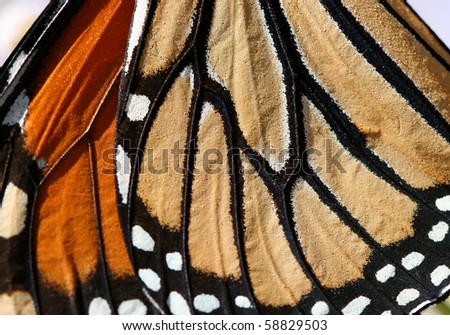 Elements of butterfly wing patterns - Microsoft Academic Search