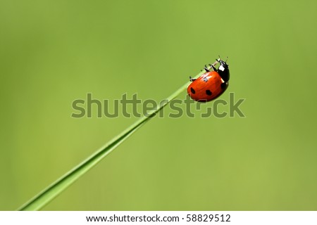 Lady bug on the tip of a leaf
