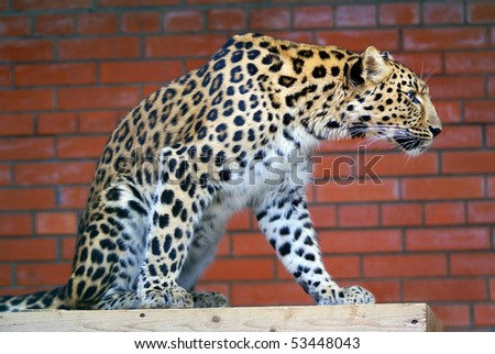Far East leopard