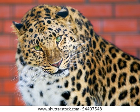 Far East leopard