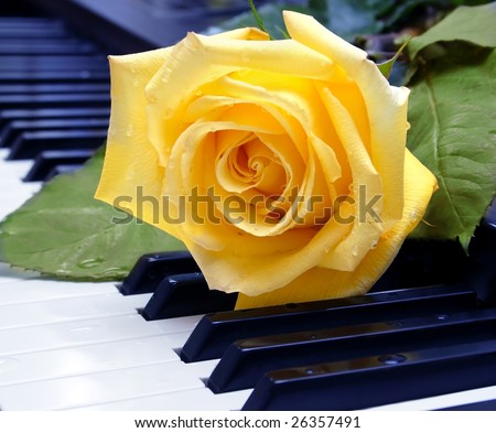 The yellow rose on the piano keyboard