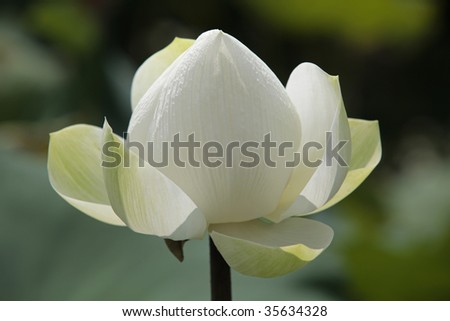 White lotus blooms in summer.