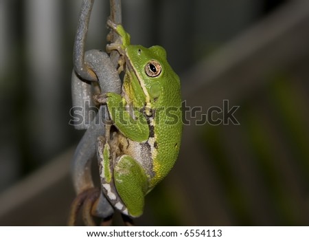 Large green Tree Frog climbing a porch swing chain