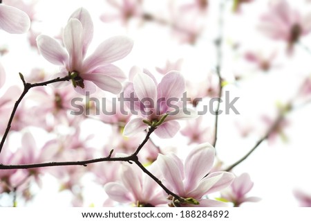 back lighting Magnolia denudata flower in a garden at spring