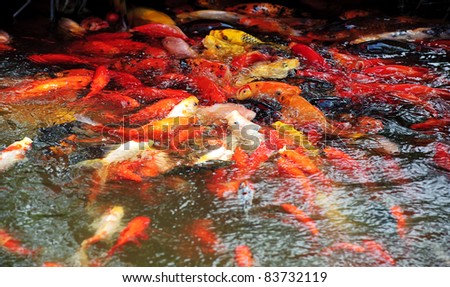 Beautiful golden koi fish in the fish ponds