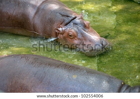 Hippopotamus sleep in water