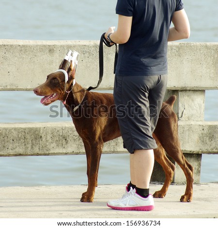 Walking with dog beside sea, Dog training