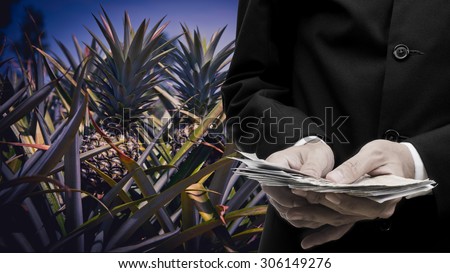 Agricultural product prices concept, Businessman buying pineapple product