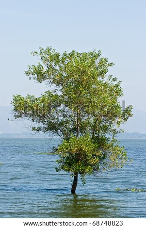Tree in the water, Flood