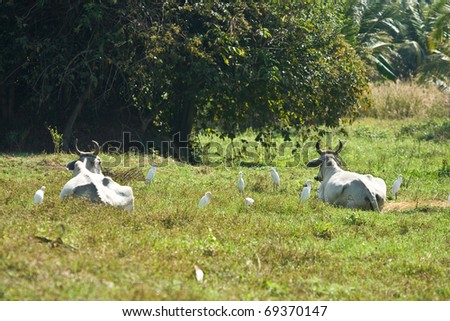 Cow and bird in the field