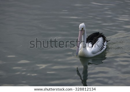 Pelican cruises on calm water