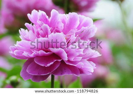 Chinese herbaceous peony is one of Chinese six big name